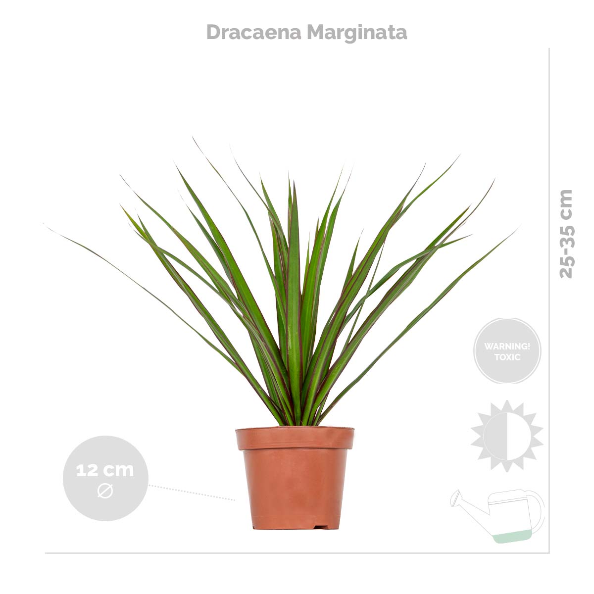Mezcla de 3 plantas tropicales – Planta de interior