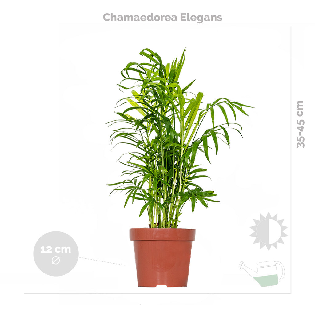 Mezcla de 3 plantas tropicales – Planta de interior