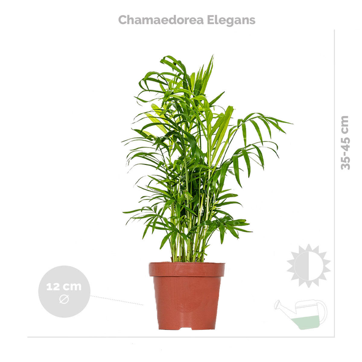 Mezcla de 3 plantas tropicales – Planta de interior