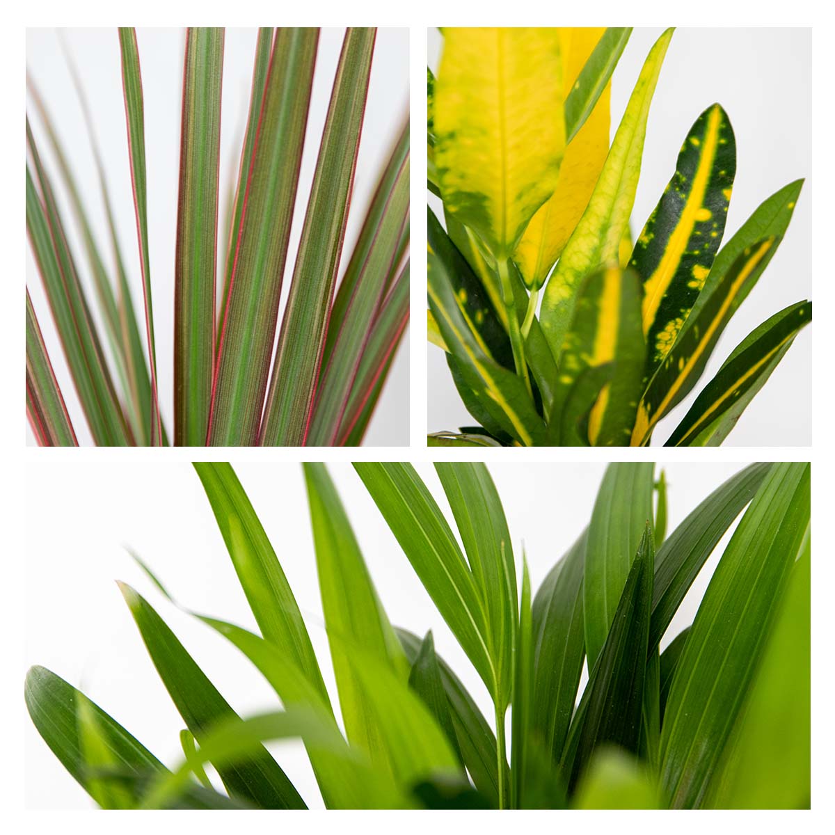 Mezcla de 3 plantas tropicales – Planta de interior