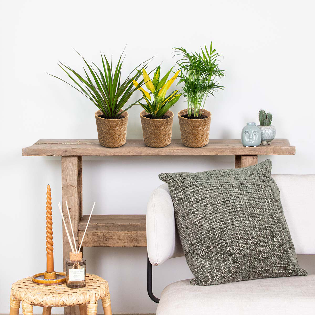 Mezcla de 3 plantas tropicales – Planta de interior