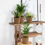 Mélange De 4 Plantes Purificatrices D'Air – Plante D'Intérieur