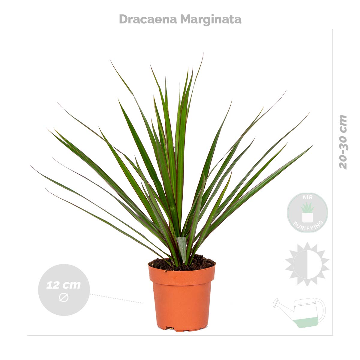 Mélange De 4 Plantes Purificatrices D'Air – Plante D'Intérieur