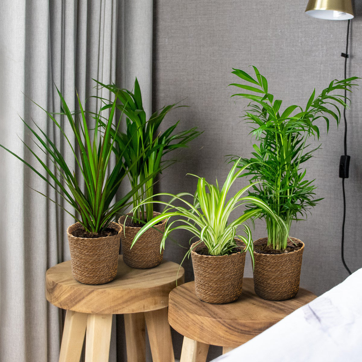 Mélange De 4 Plantes Purificatrices D'Air – Plante D'Intérieur