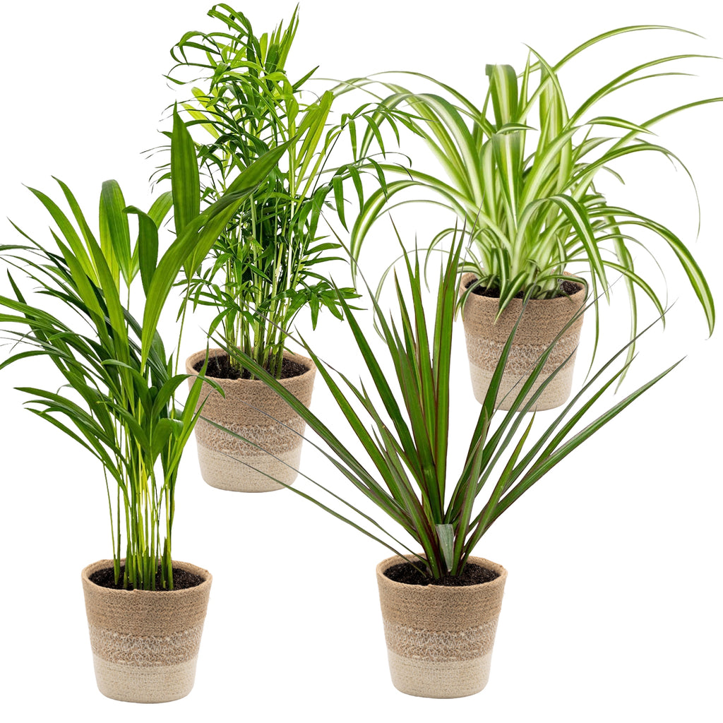 Mélange De 4 Plantes Purificatrices D'Air – Plante D'Intérieur