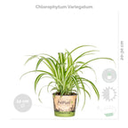 Mélange De 4 Plantes Purificatrices D'Air – Plante D'Intérieur