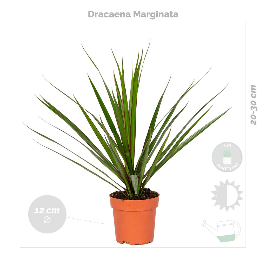 Mélange De 4 Plantes Purificatrices D'Air – Plante D'Intérieur
