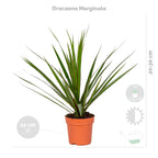Mélange De 4 Plantes Purificatrices D'Air – Plante D'Intérieur