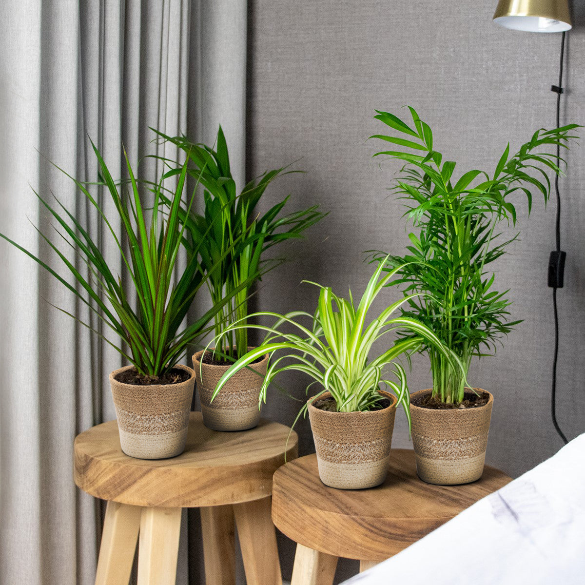 Mélange De 4 Plantes Purificatrices D'Air – Plante D'Intérieur