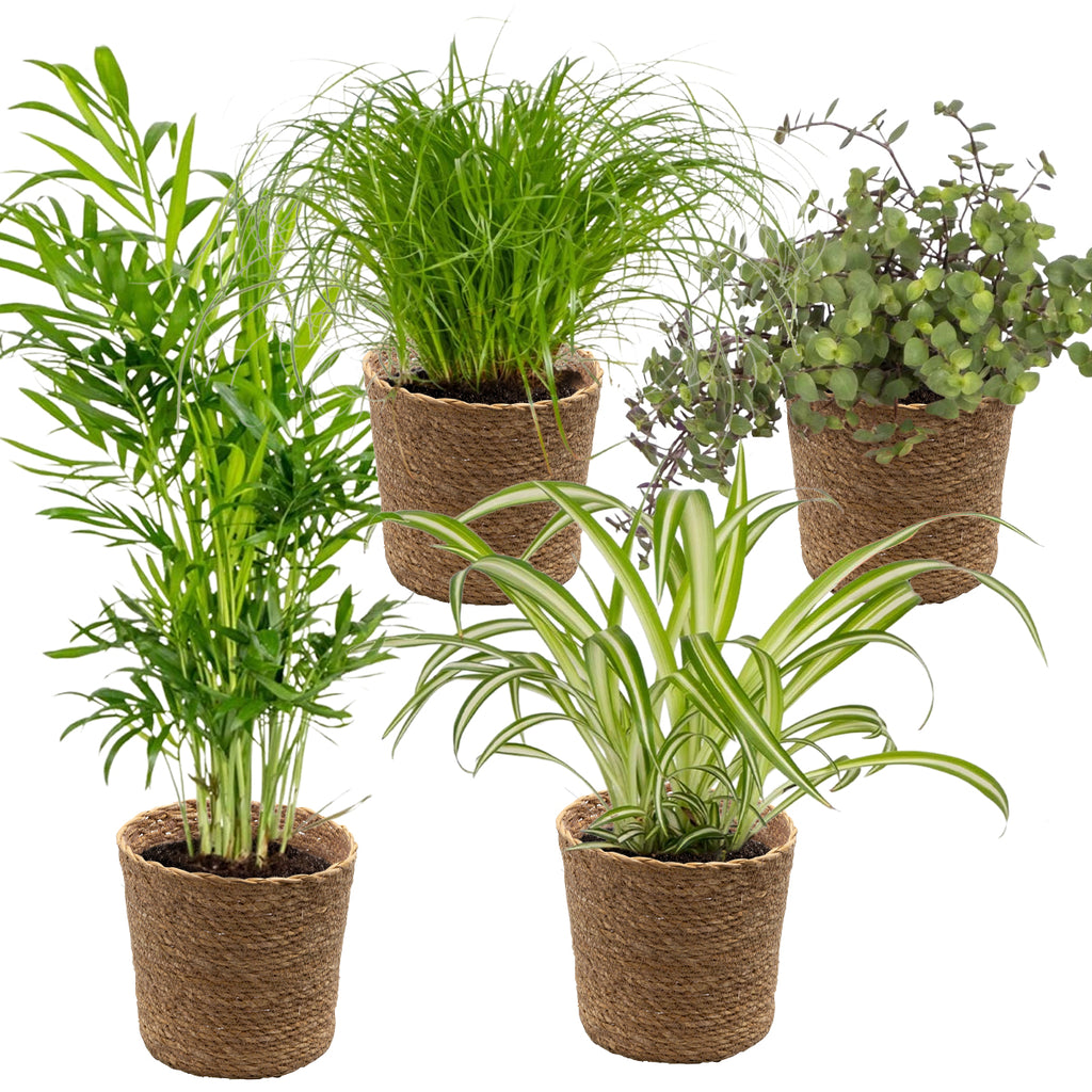 Mix of 4 Pet-Friendly Plants – Indoor Plant