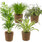 Mix of 4 Pet-Friendly Plants – Indoor Plant