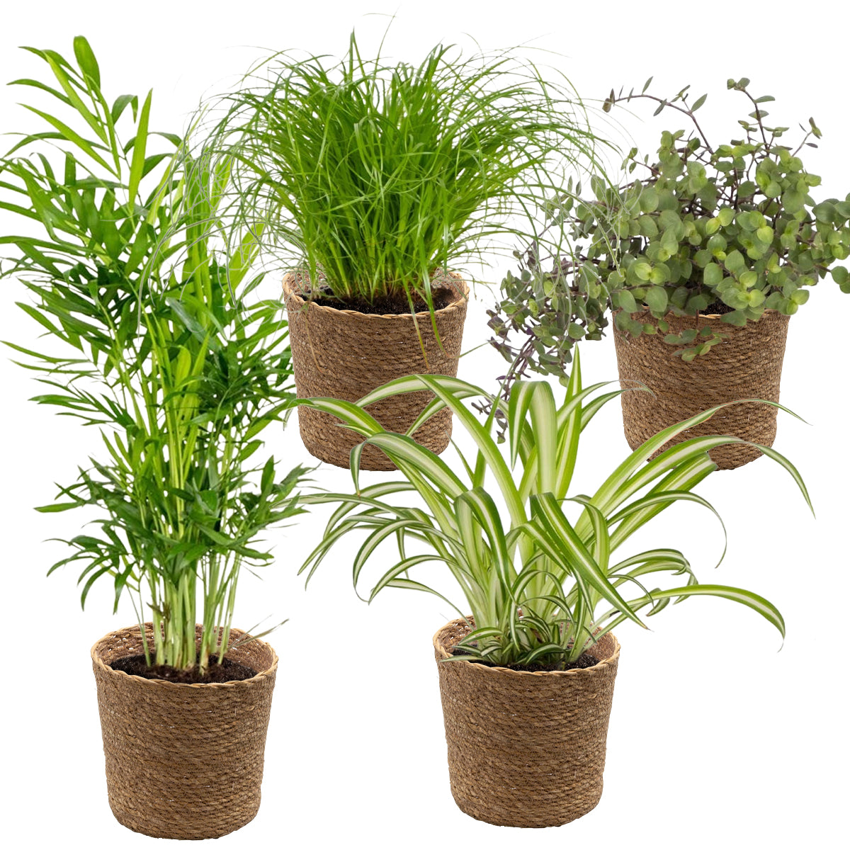 Mix of 4 Pet-Friendly Plants – Indoor Plant