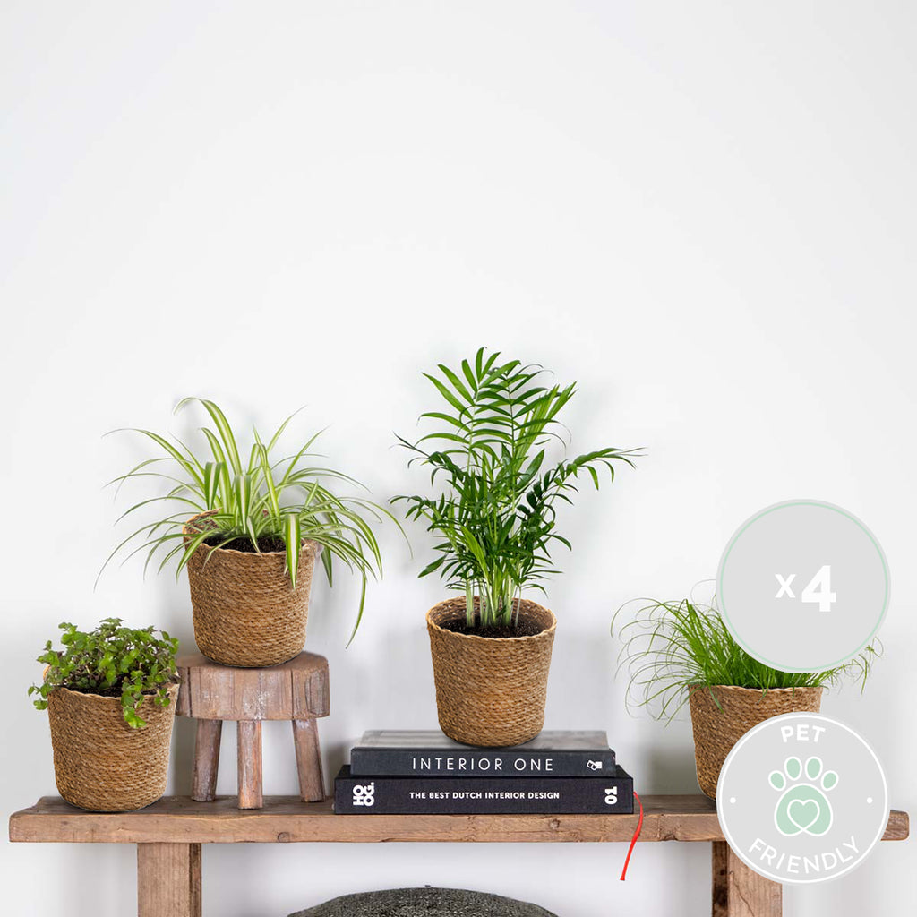 Mix of 4 Pet-Friendly Plants – Indoor Plant