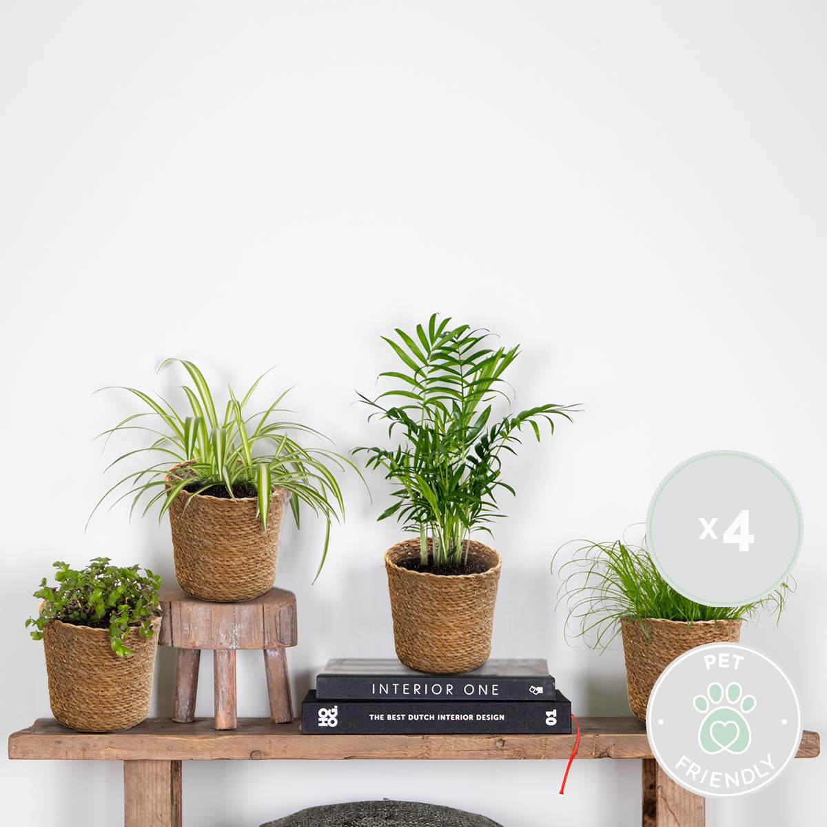 Mix of 4 Pet-Friendly Plants – Indoor Plant