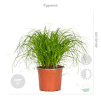 Mix of 4 Pet-Friendly Plants – Indoor Plant