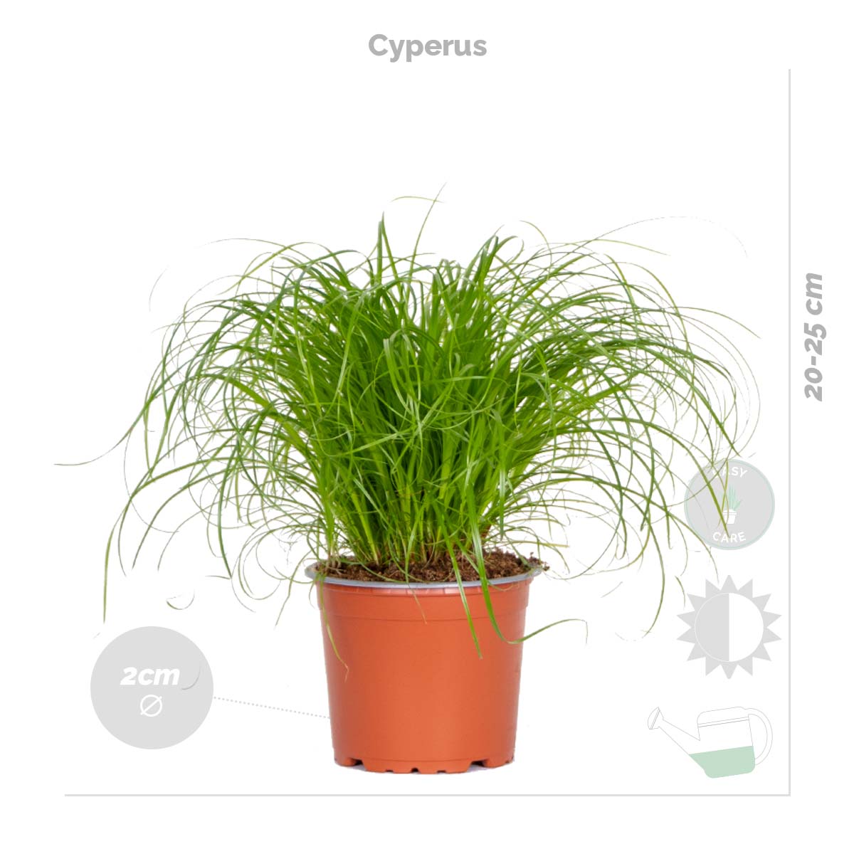 Mix of 4 Pet-Friendly Plants – Indoor Plant