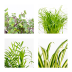 Mix of 4 Pet-Friendly Plants – Indoor Plant