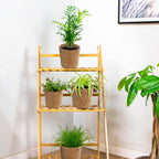 Mix of 4 Pet-Friendly Plants – Indoor Plant