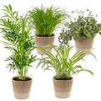 Mix of 4 Pet-Friendly Plants – Indoor Plant