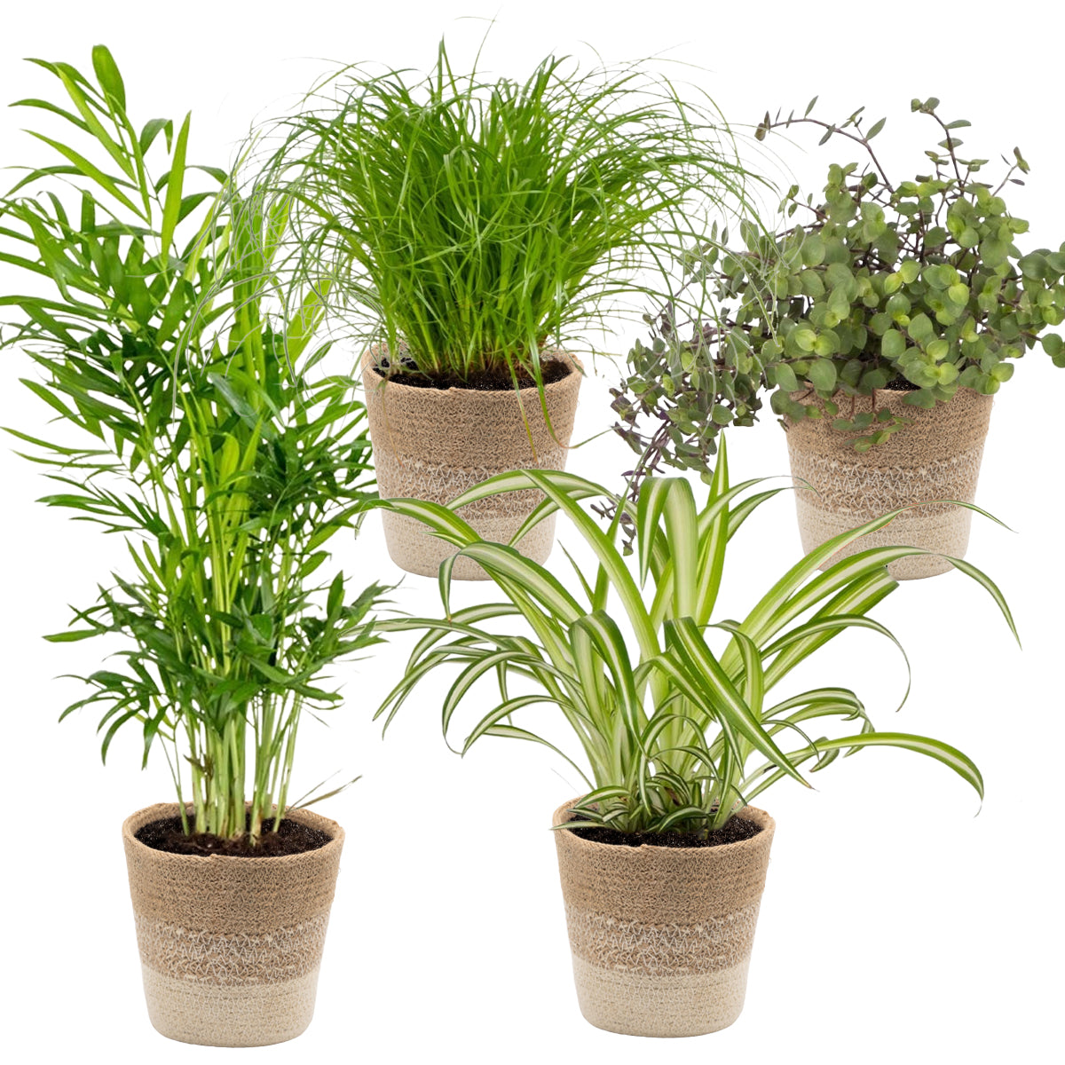 Mix of 4 Pet-Friendly Plants – Indoor Plant