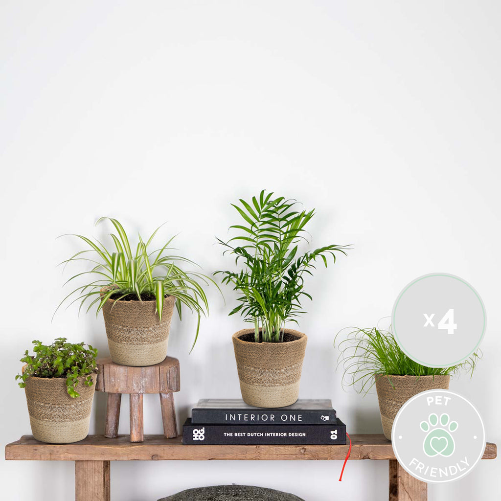 Mix of 4 Pet-Friendly Plants – Indoor Plant