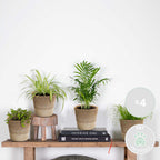 Mix of 4 Pet-Friendly Plants – Indoor Plant