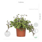 Mix of 4 Pet-Friendly Plants – Indoor Plant