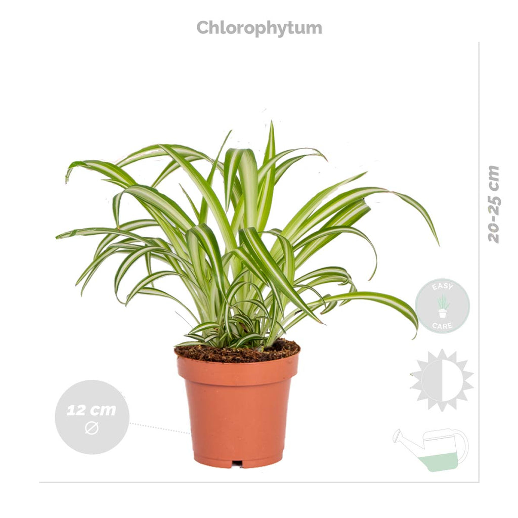 Mix of 4 Pet-Friendly Plants – Indoor Plant