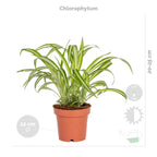 Mix of 4 Pet-Friendly Plants – Indoor Plant