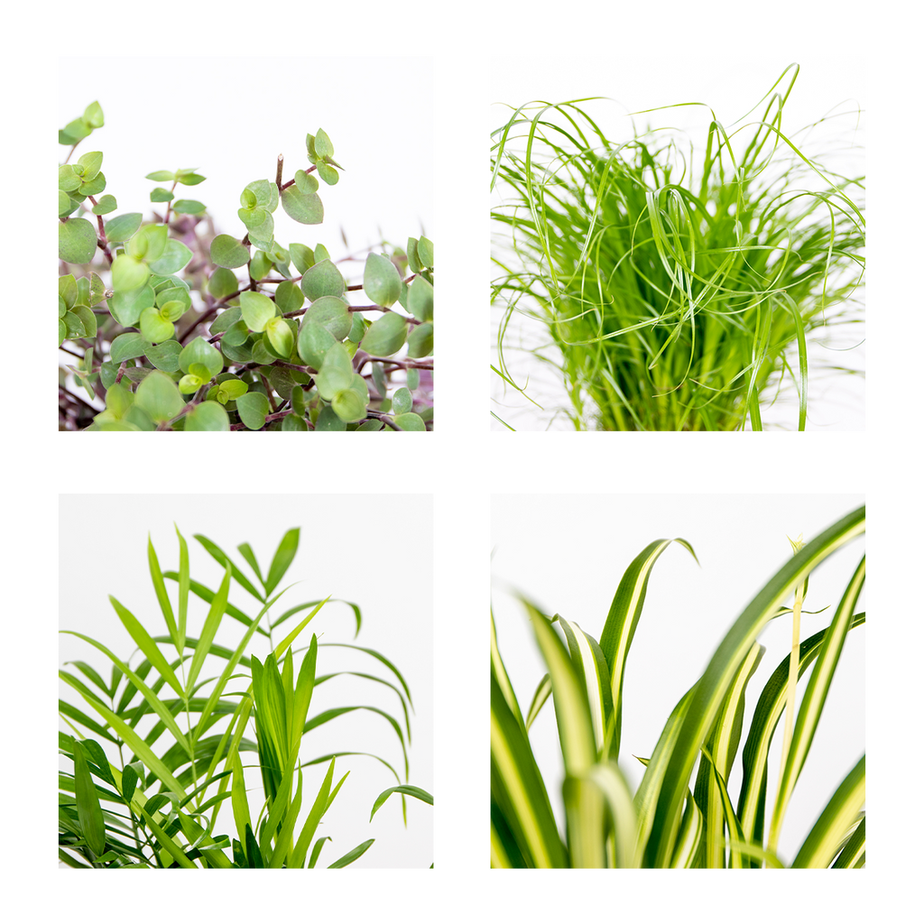 Mix of 4 Pet-Friendly Plants – Indoor Plant