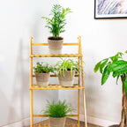 Mix of 4 Pet-Friendly Plants – Indoor Plant