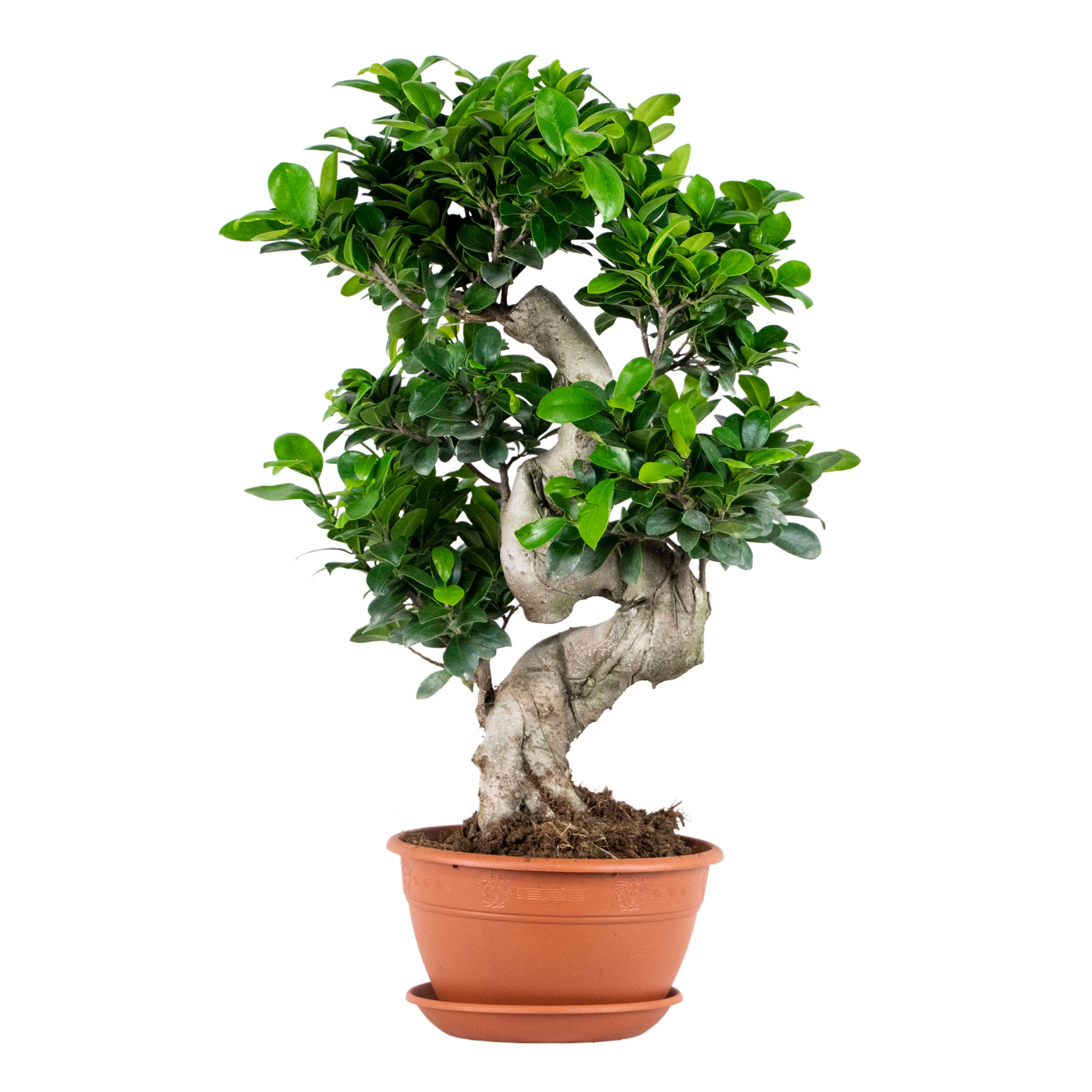 Ficus Ginseng Forma S – Planta de interior