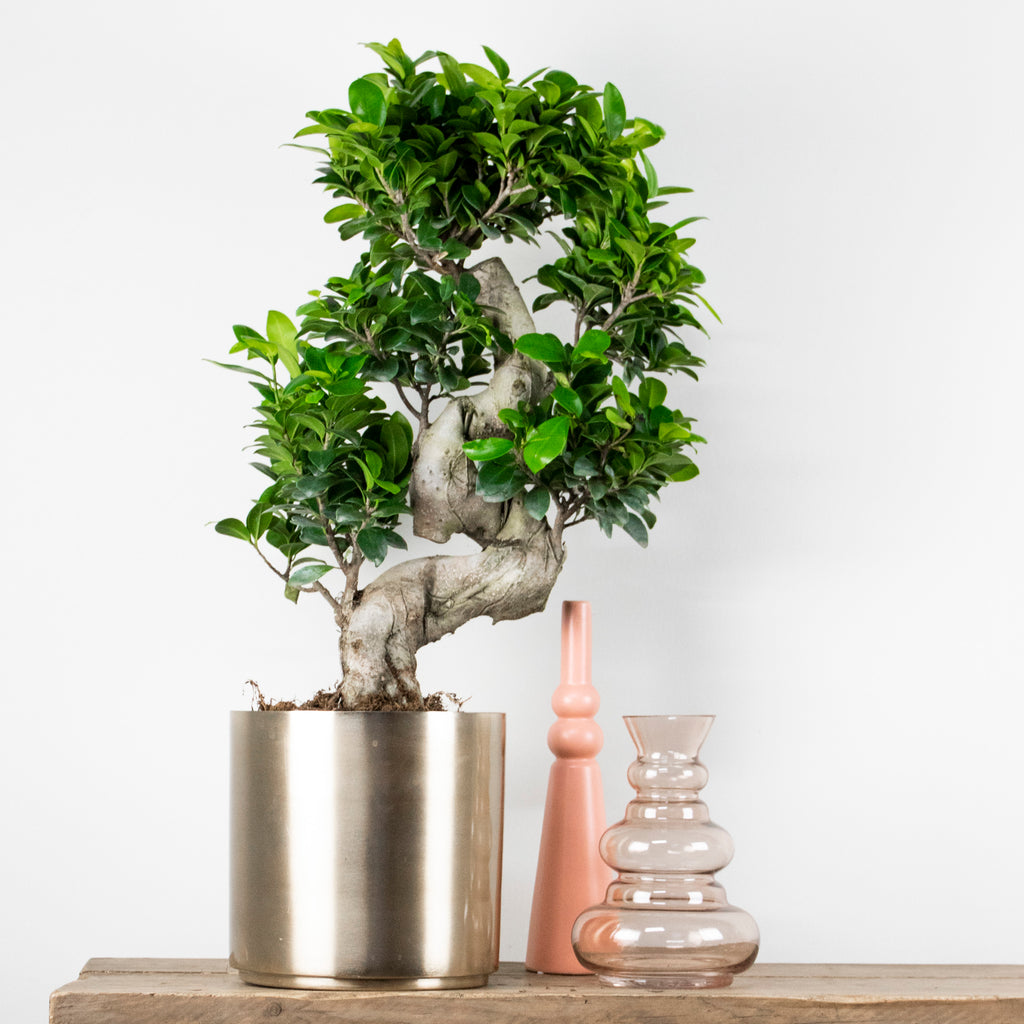 Ficus Ginseng Forma S – Planta de interior
