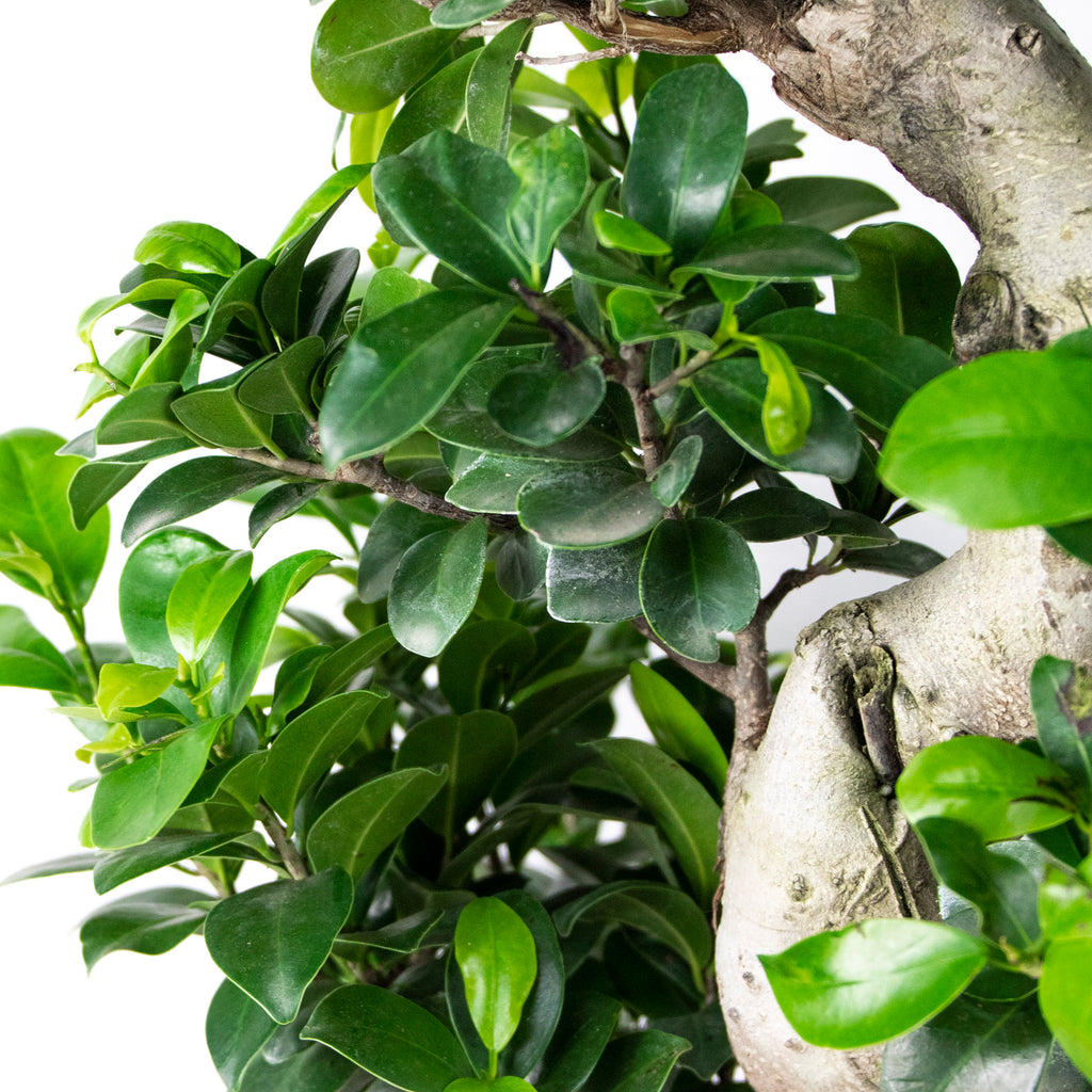 Ficus Ginseng Forma S – Planta de interior