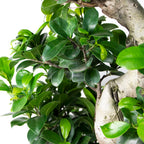 Ficus Ginseng Forma S – Planta de interior