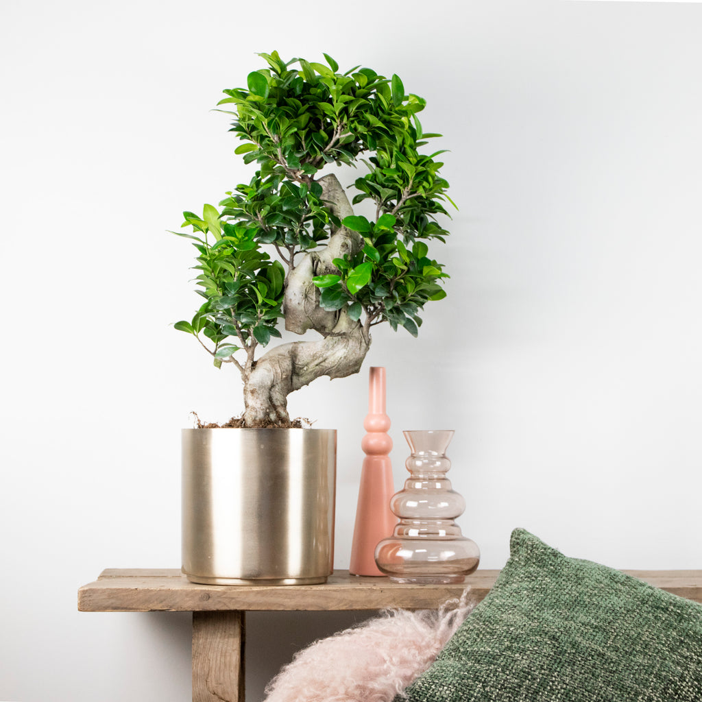 Ficus Ginseng Forma S – Planta de interior
