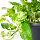 Scindapsus Marble Queen – Plante d'Intérieur