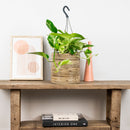 Scindapsus Marble Queen – Plante d'Intérieur