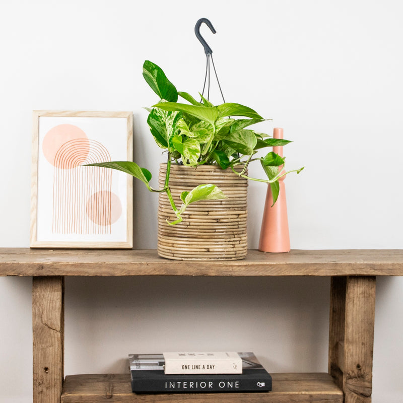 Scindapsus Marble Queen – Plante d'Intérieur