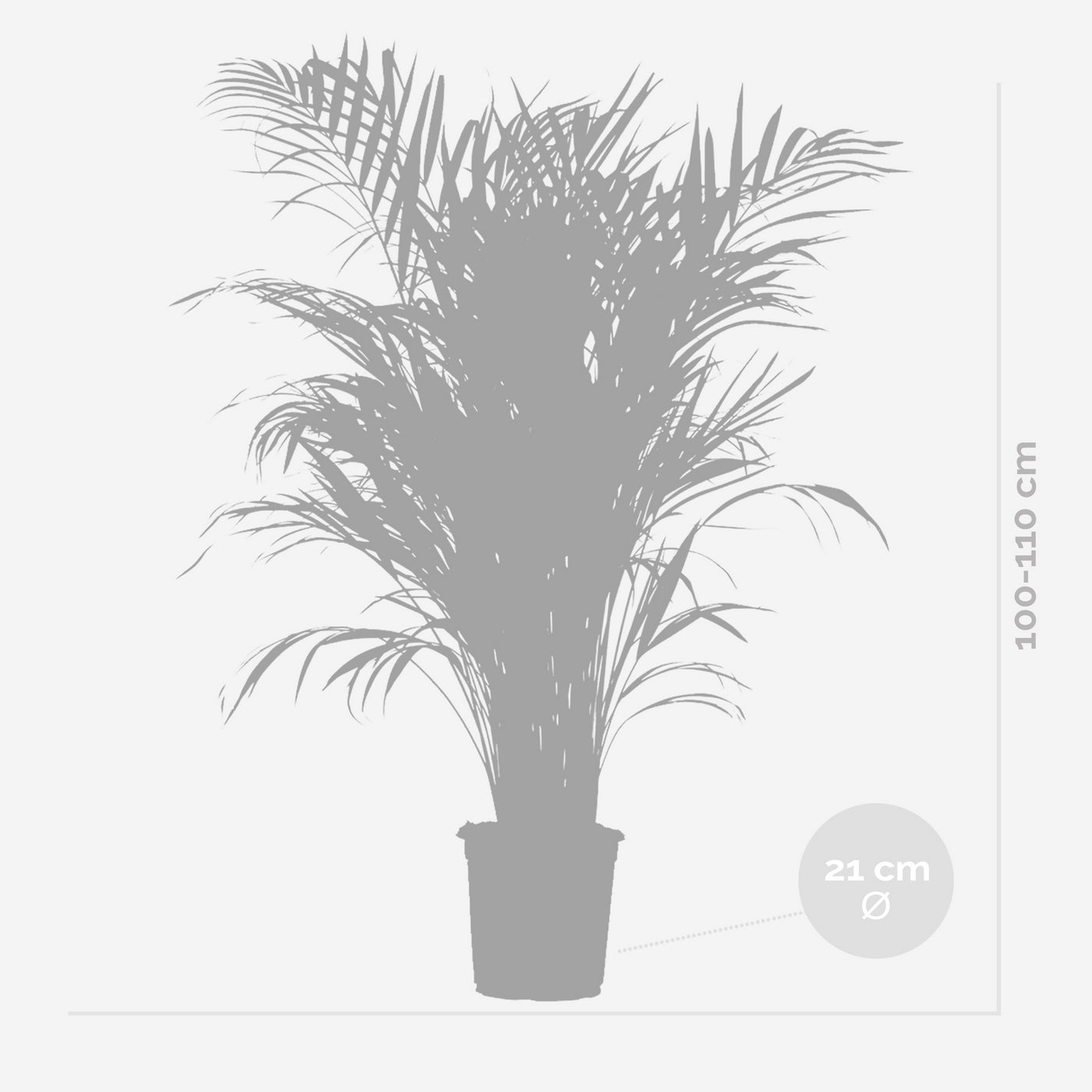 Areca Palm – Indoor Plant