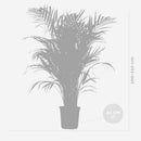 Areca palm