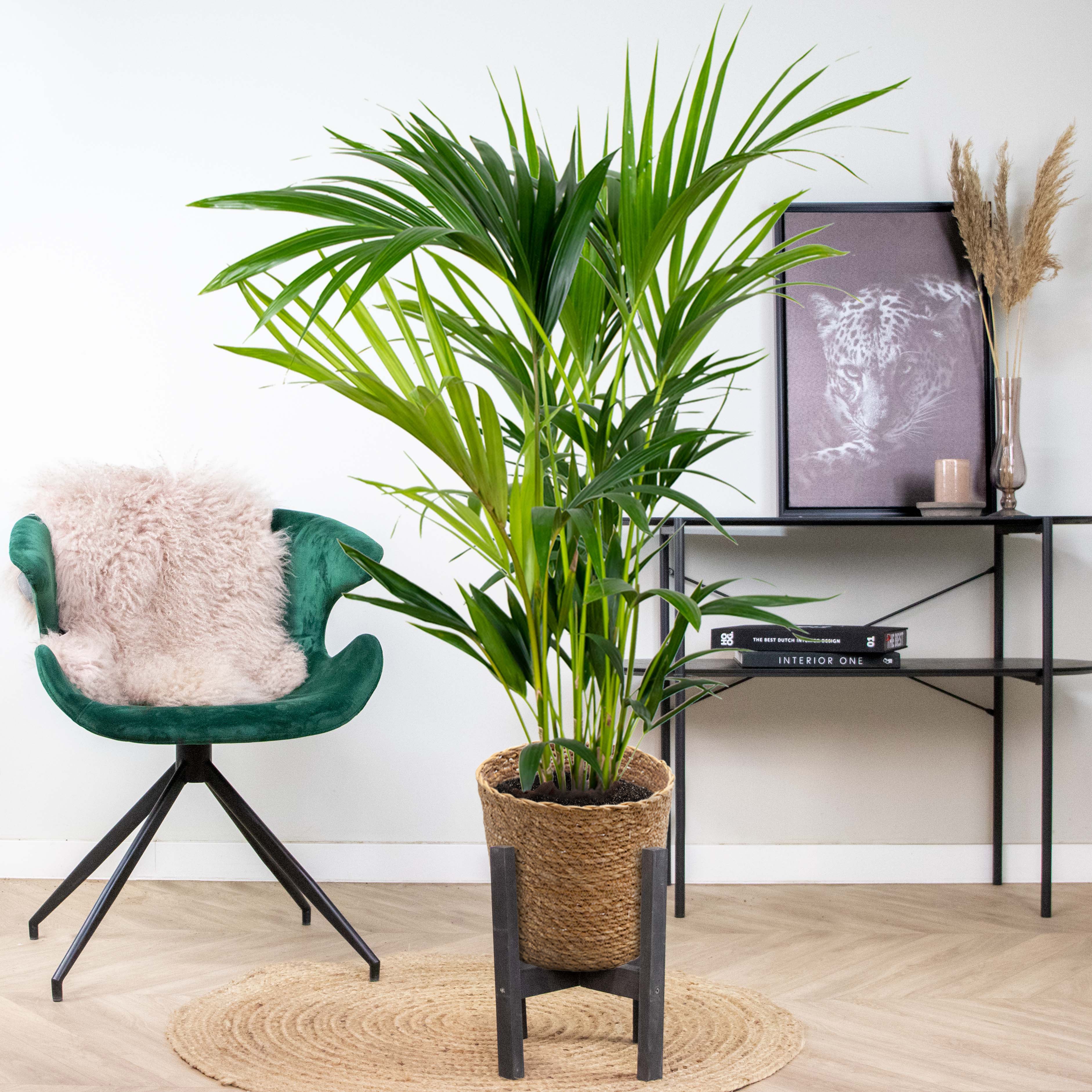Kentia Palm – Indoor Plant