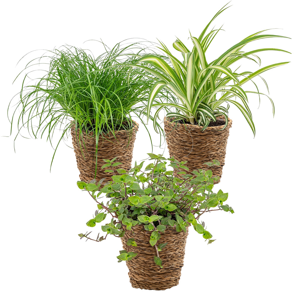 Mix of 3 Pet-Friendly Plants – Houseplant