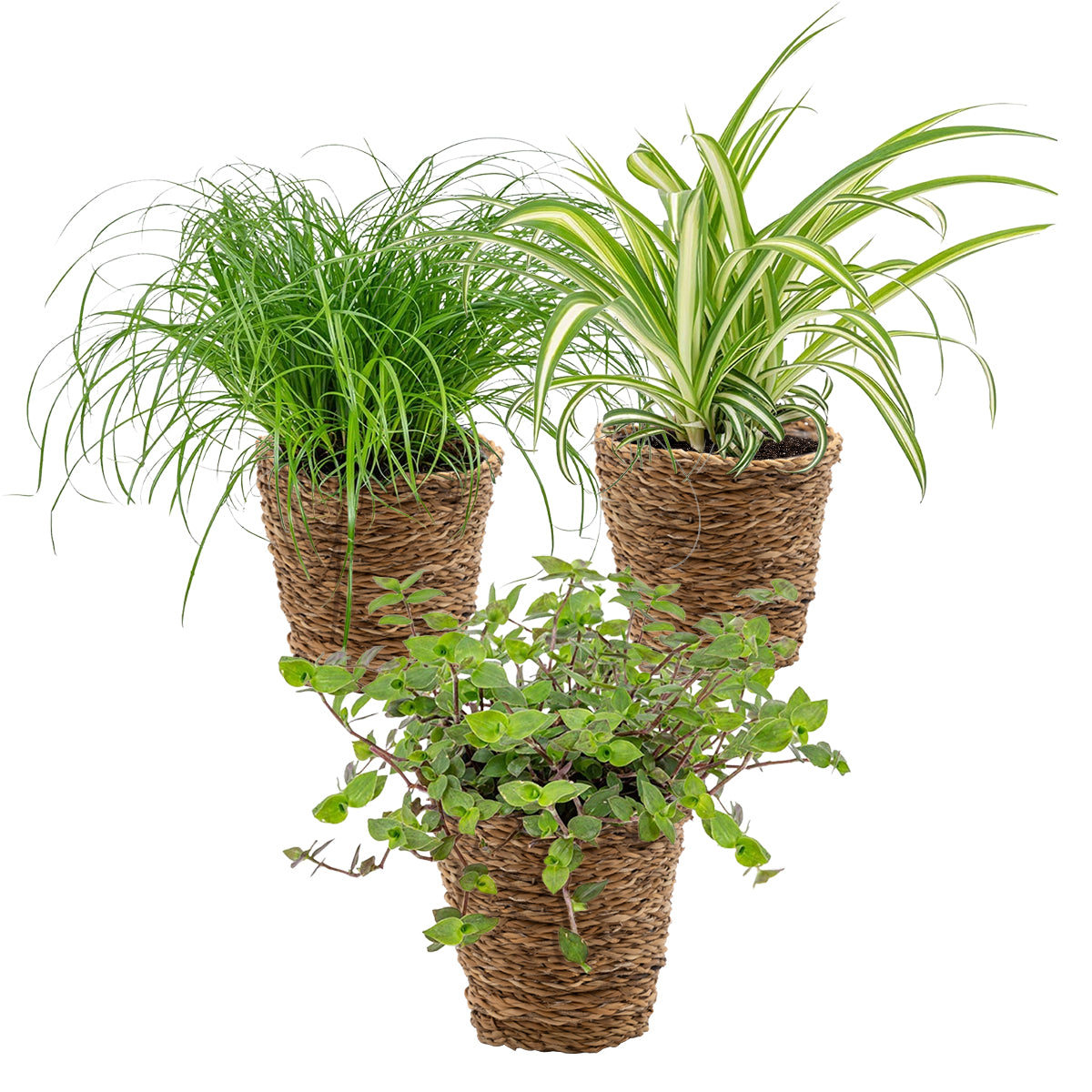 Mix of 3 Pet-Friendly Plants – Houseplant