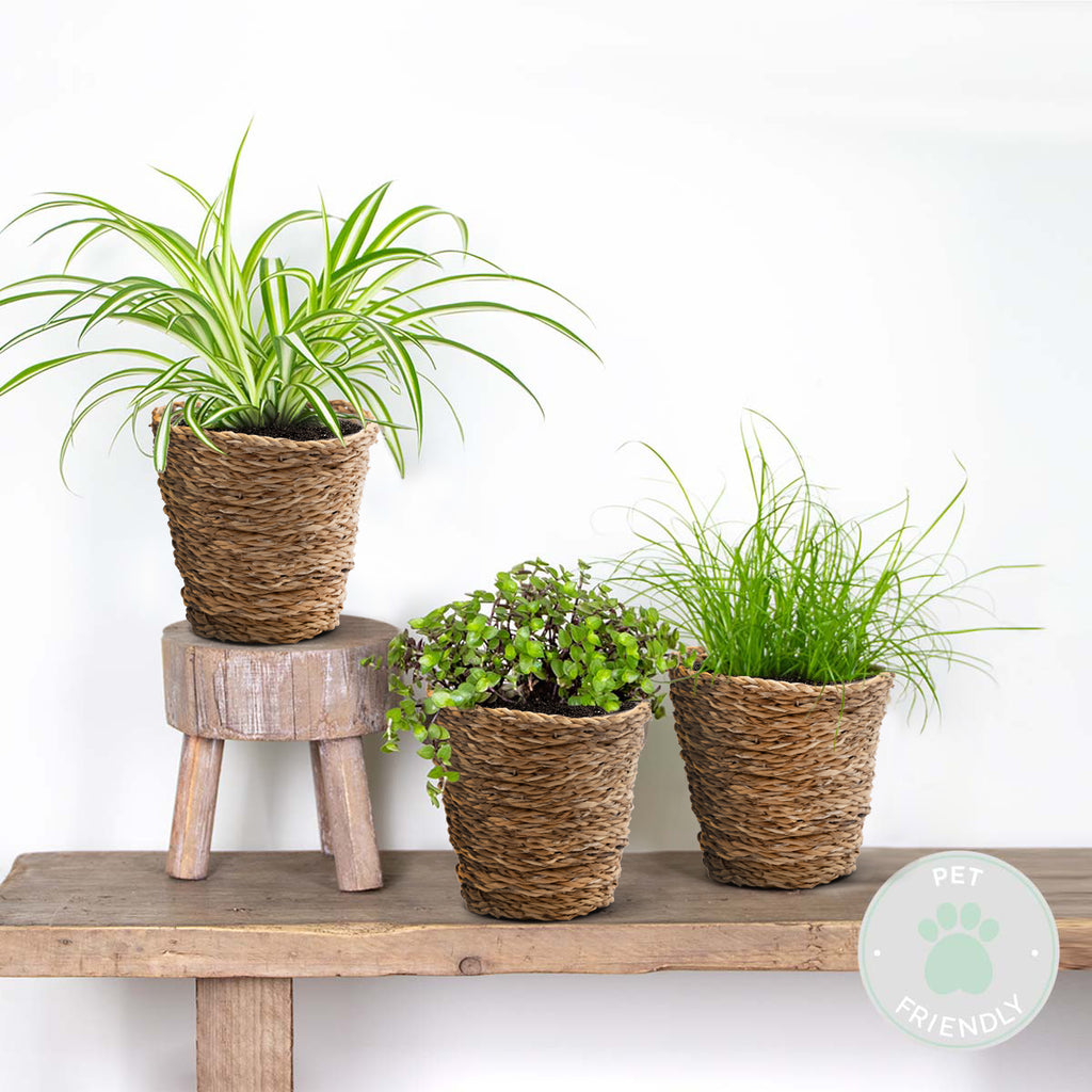Mix of 3 Pet-Friendly Plants – Houseplant