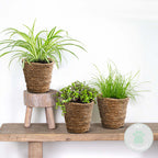 Mix of 3 Pet-Friendly Plants – Houseplant