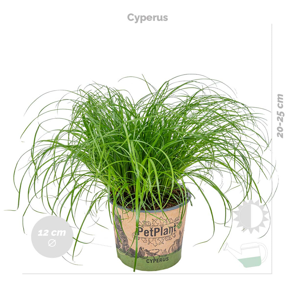 Mix of 3 Pet-Friendly Plants – Houseplant