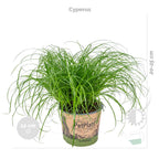 Mix of 3 Pet-Friendly Plants – Houseplant