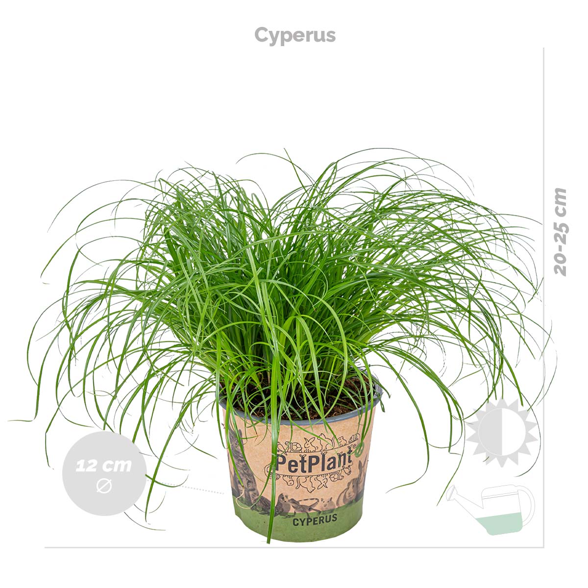 Mix of 3 Pet-Friendly Plants – Houseplant