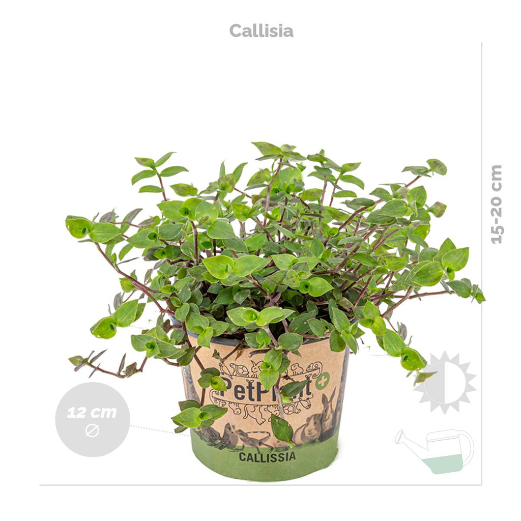 Mix of 3 Pet-Friendly Plants – Houseplant